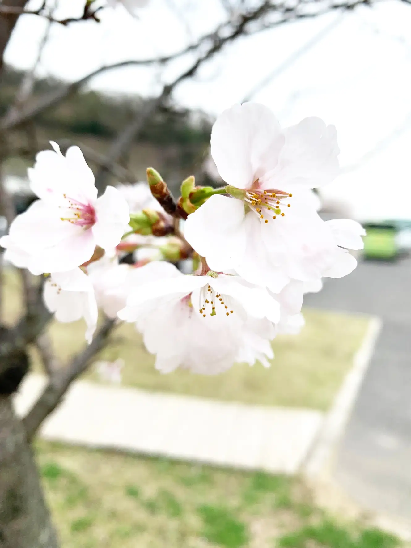 桜の写真・撮影 T.Yさん
